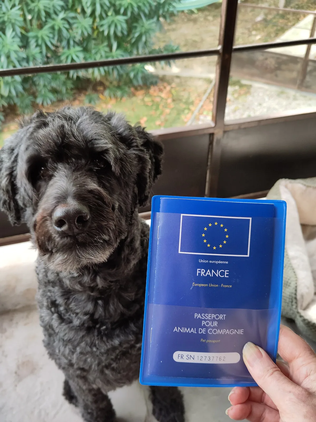 Een zwarte krulharige hond zit naast een rechtopstaand Frans Europees dierenpaspoort.