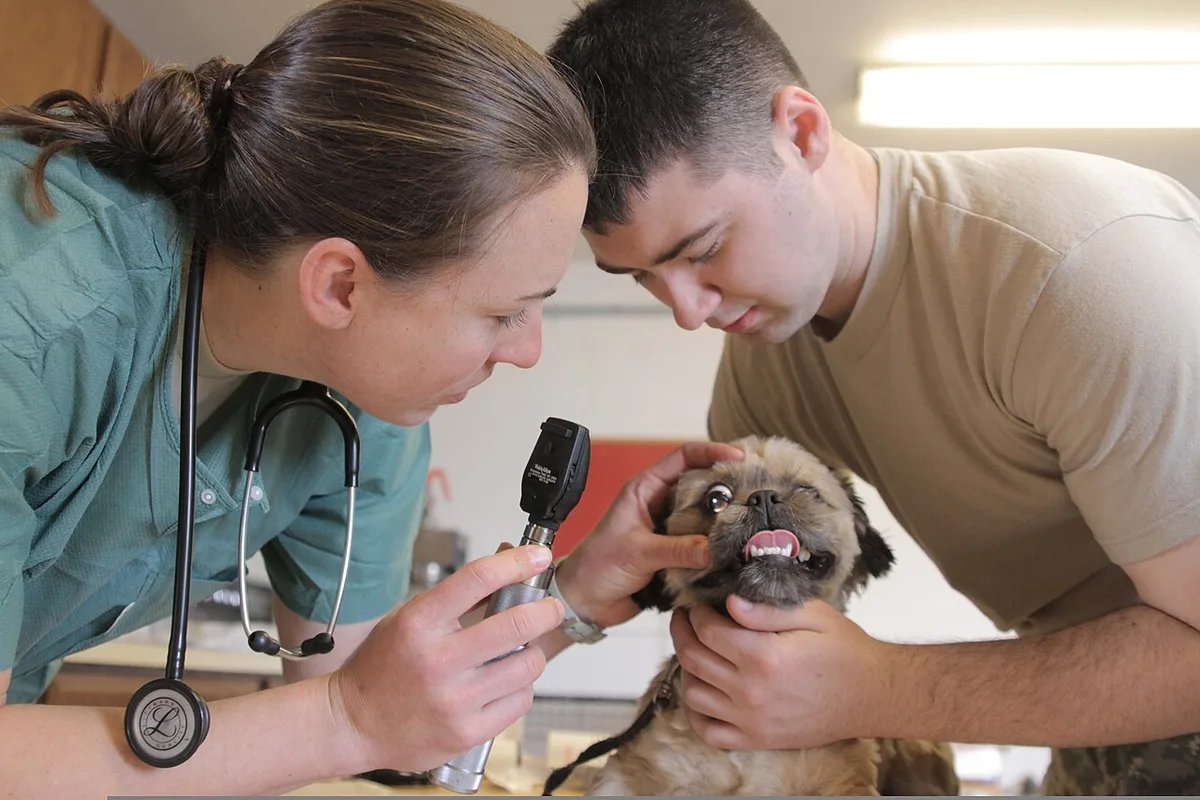 Een dierenarts kijkt met een oogspiegel in het oog van een mopshond terwijl de eigenaar de hond vasthoudt.