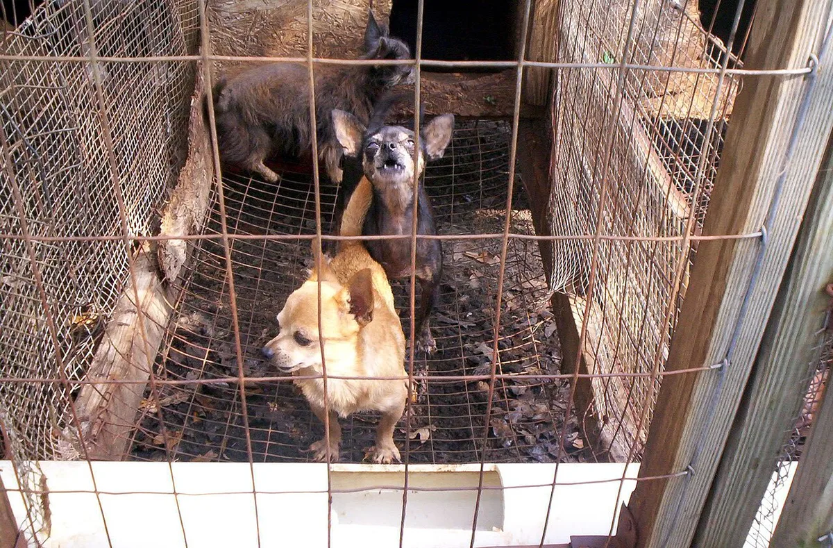 Drie kleine honden staan in een kale draadgazen ren op een zandbodem.