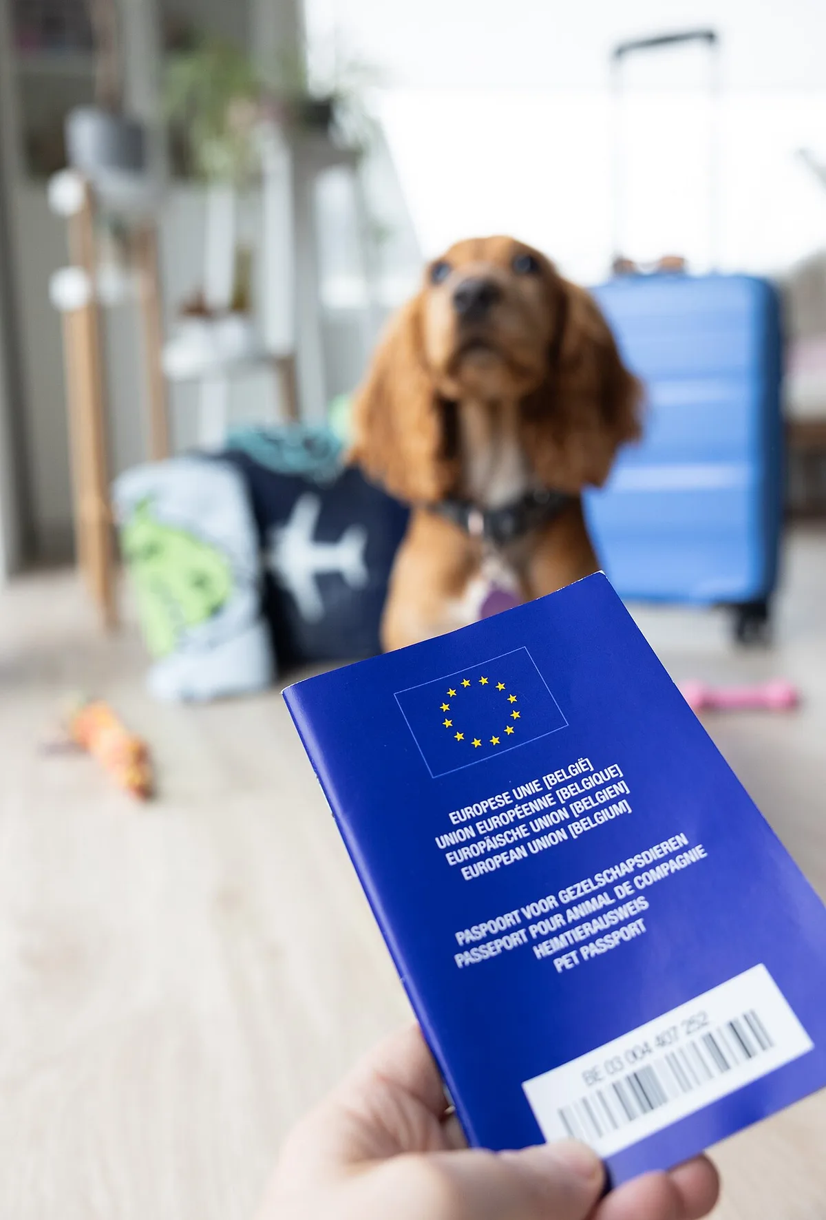 Een Belgisch Europees dierenpaspoort staat rechtop voor een blauwe koffer, met een cockerspaniel op de achtergrond.